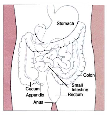 Colon, rectum, and other parts of digestive system